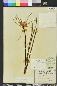 Hymenocallis palmeri image