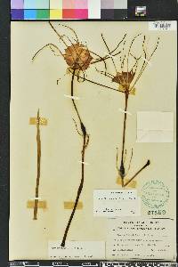 Hymenocallis palmeri image