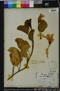 Ipomoea pes-caprae image