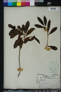 Morinda umbellata image