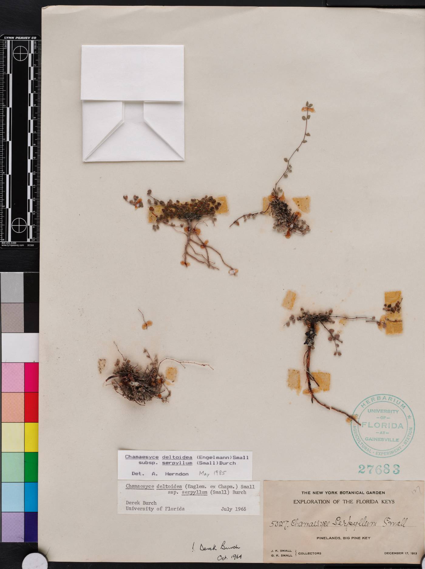 Chamaesyce deltoidea image