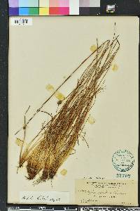 Xyris elliottii image