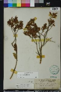 Lyonia ferruginea image