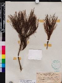Pinus clausa image