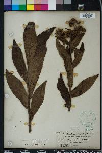 Pluchea longifolia image