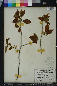 Halesia carolina image