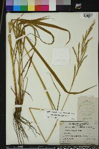 Paspalum urvillei image