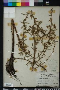 Ludwigia sphaerocarpa image