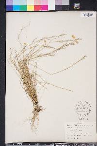 Aristida purpurascens image