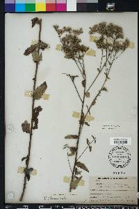 Eupatorium pilosum image