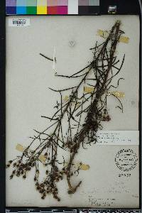 Vernonia angustifolia image