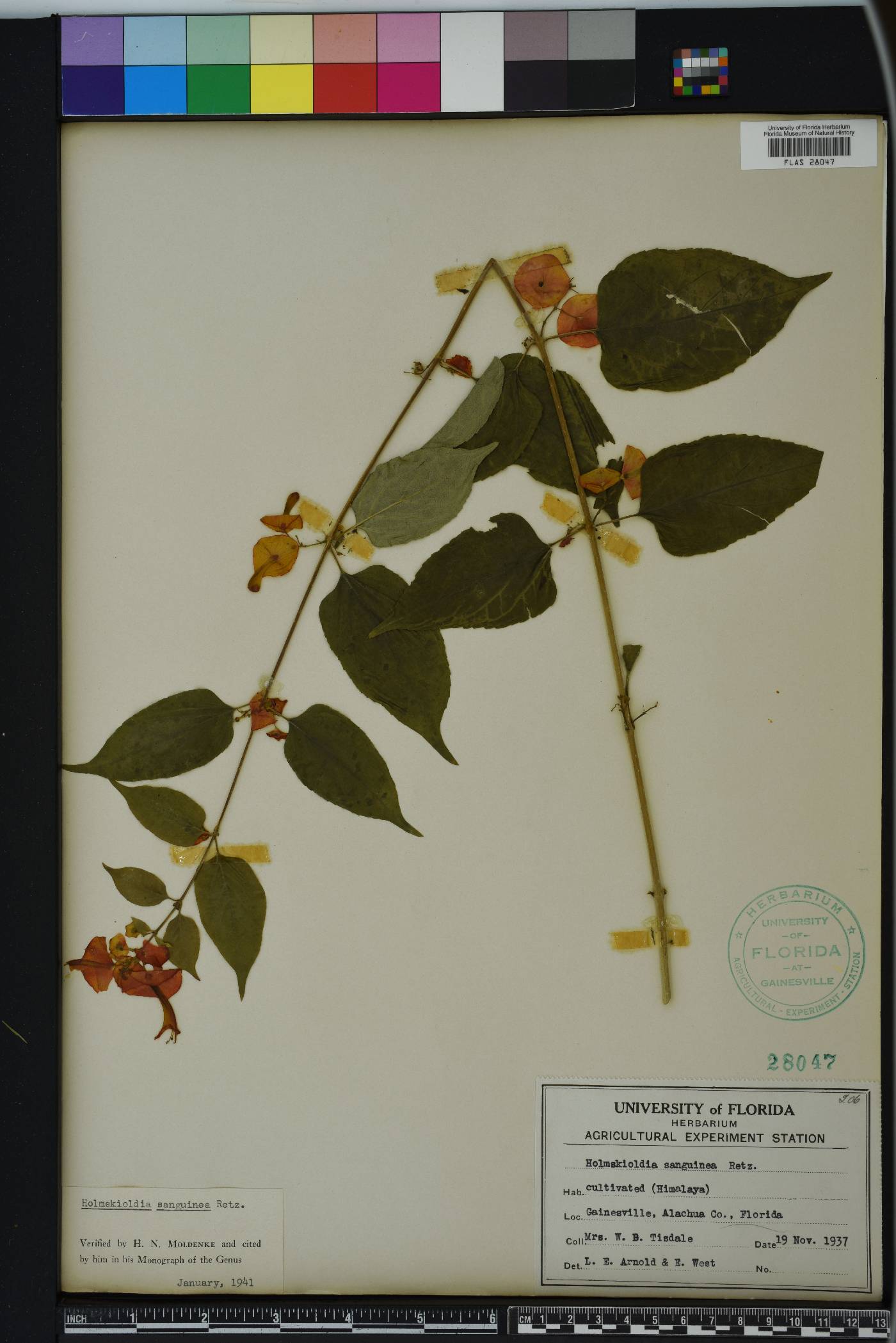 Holmskioldia sanguinea image