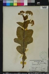 Asclepias humistrata image