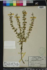 Dicerandra linearifolia image