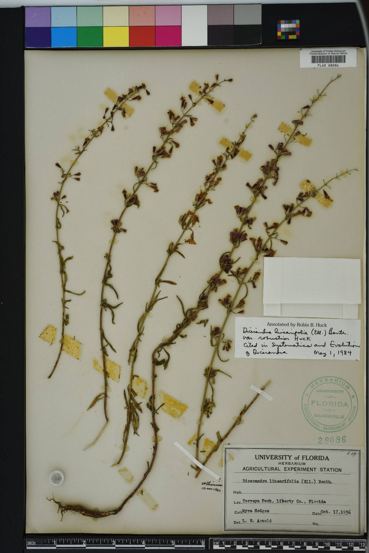 Dicerandra image