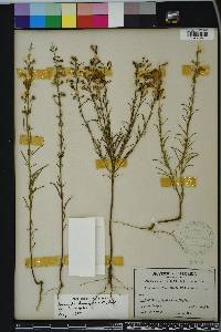 Dicerandra linearifolia image
