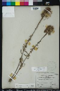 Liatris elegans image