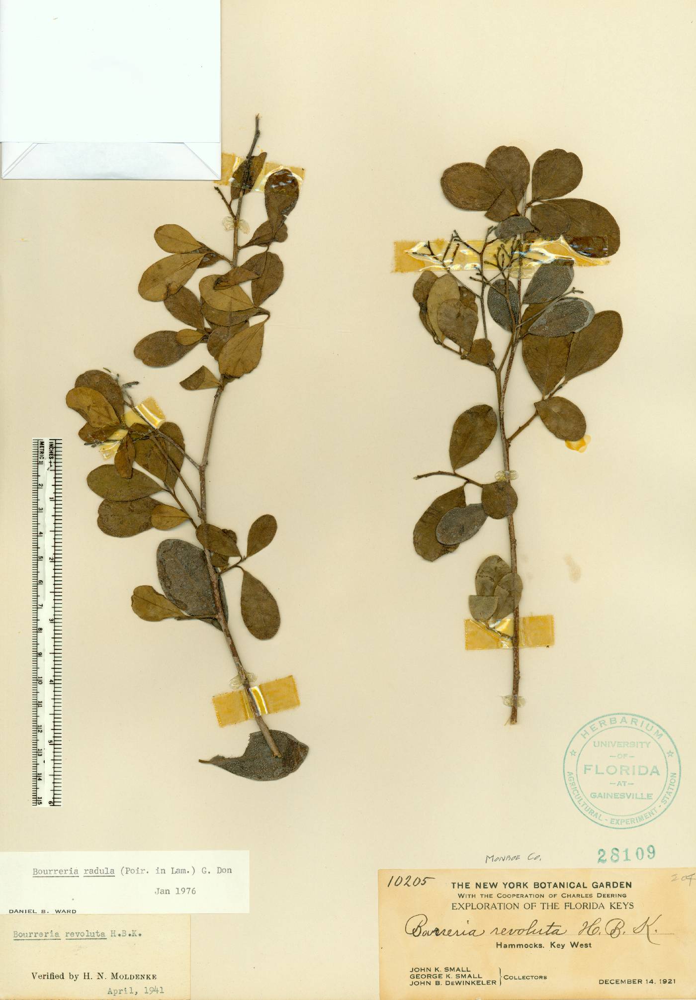 Bourreria radula image