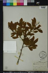 Sideroxylon lanuginosum image