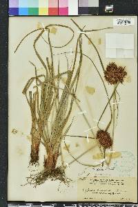 Cyperus planifolius image