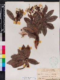 Ardisia escallonioides image