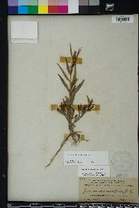 Ludwigia decurrens image