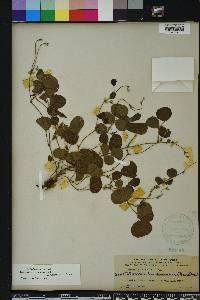 Rhynchosia cinerea image
