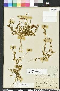 Crotalaria rotundifolia image