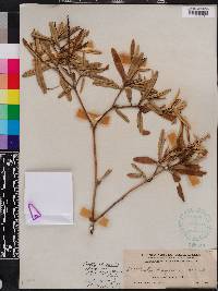 Croton linearis image