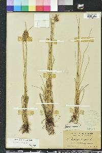 Cyperus elegans image