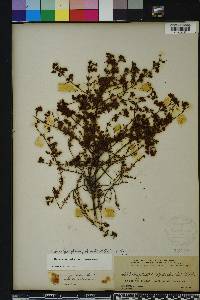 Hypericum brachyphyllum image