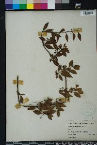 Chiococca parvifolia image