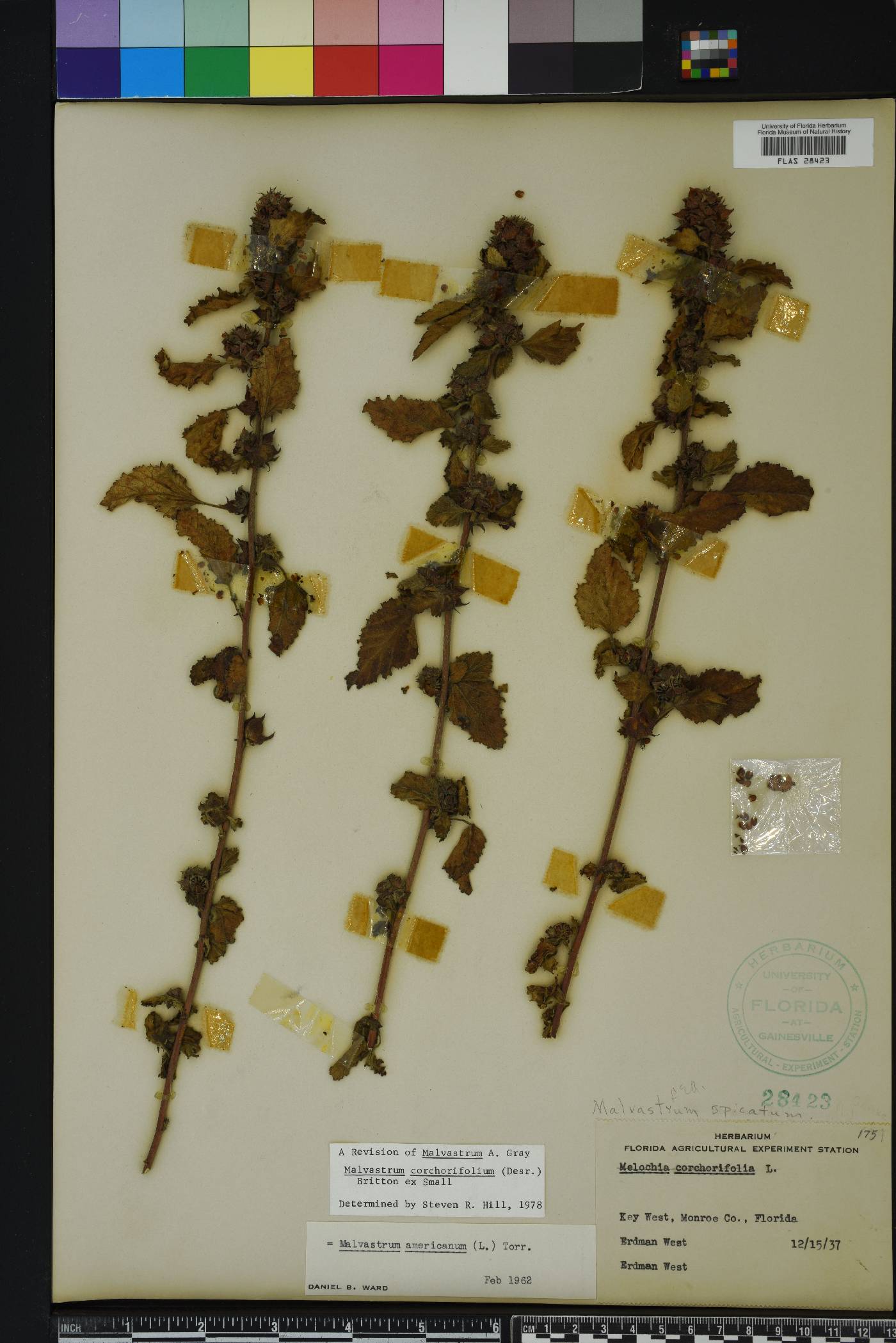 Malvastrum corchorifolium image