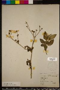 Bidens alba image