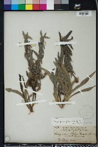 Pityopsis graminifolia image