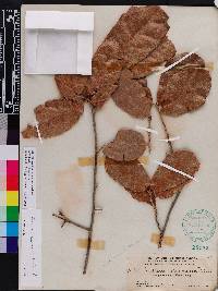 Quercus virginiana image