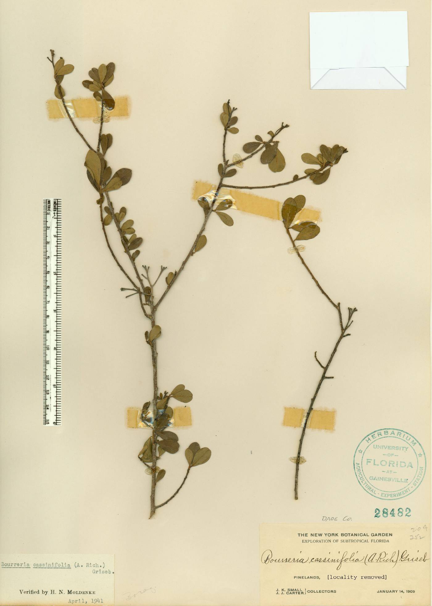 Bourreria cassinifolia image