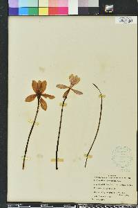 Zephyranthes macrosiphon image