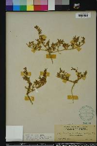 Sesuvium maritimum image