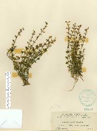 Scutellaria havanensis image