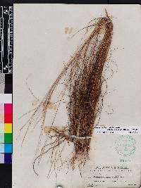 Digitaria filiformis var. dolichophylla image