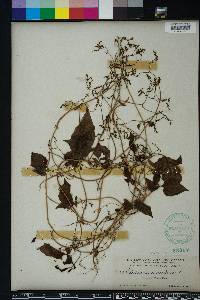 Valeriana scandens image