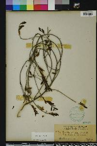 Cyrilla racemiflora image