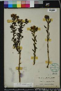 Lithospermum caroliniense image