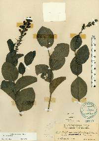 Baptisia simplicifolia image