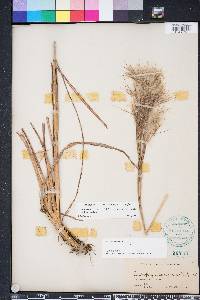 Andropogon glomeratus image