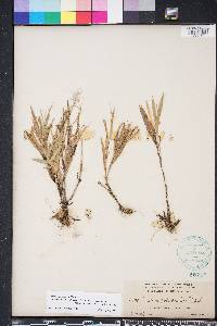 Dichanthelium strigosum var. glabrescens image