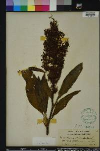 Rumex verticillatus image