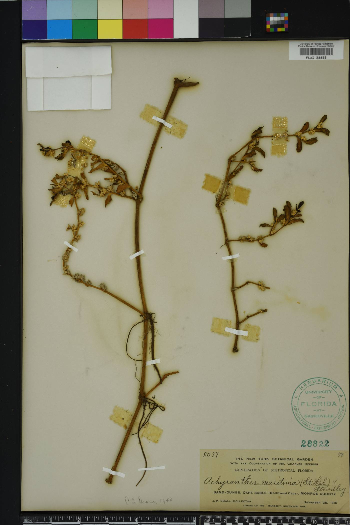 Alternanthera maritima image