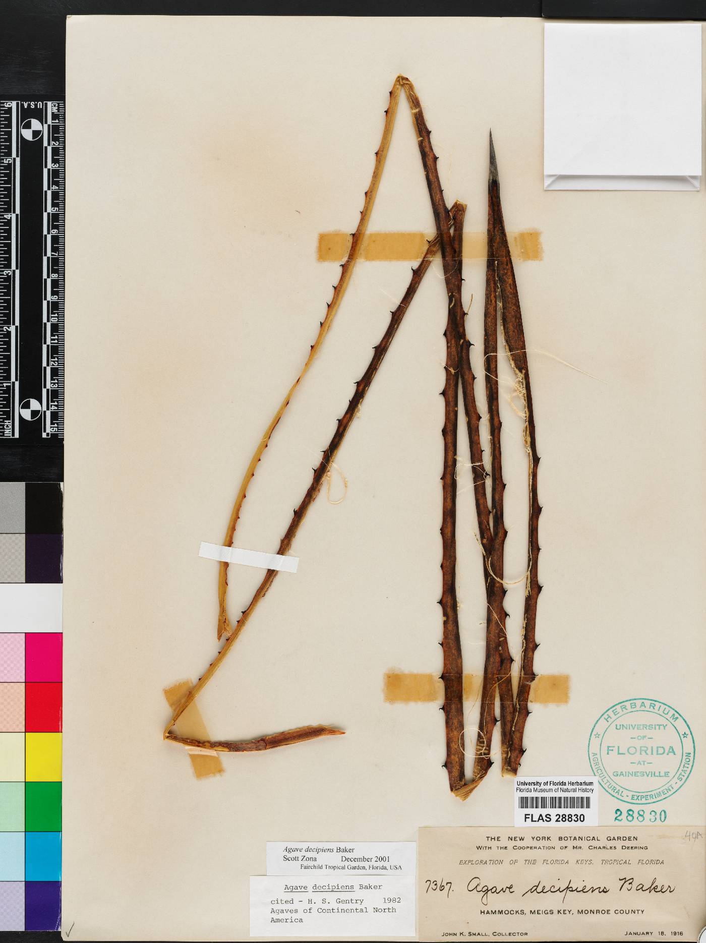 Agave decipiens image